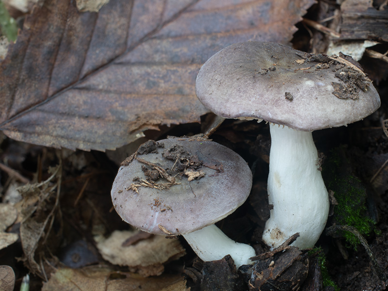 Russula multiseptata